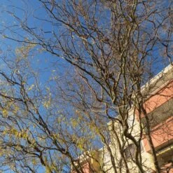 Corkscrew Willow | Salix Matsudana 'Tortuosa' 11 Corkscrew Willow | Salix Matsudana 'Tortuosa' -Soft Fruit Paradise ORN0100 2