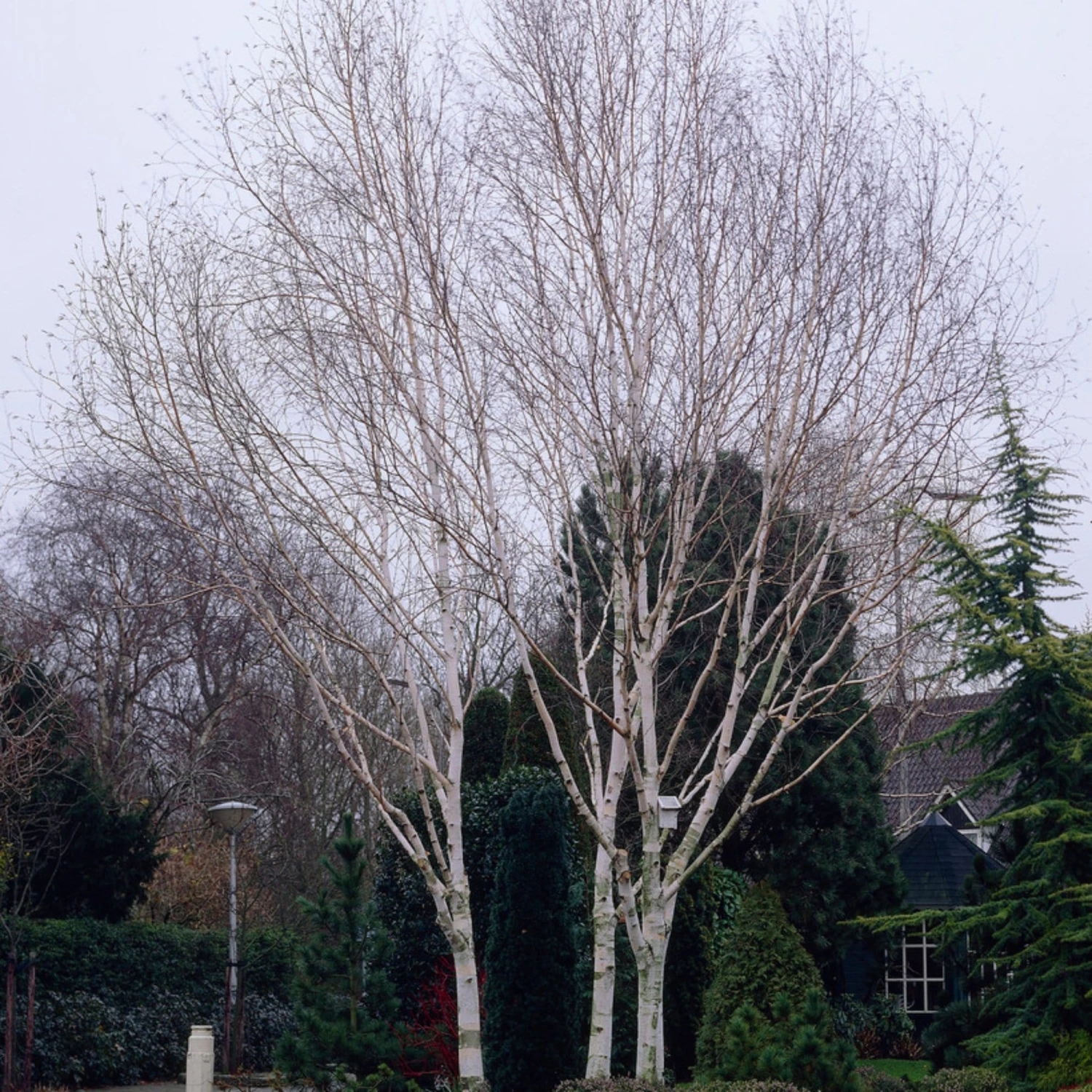 Himalayan Birch Tree | Betula Utilis Jacquemontii 8 Himalayan Birch Tree | Betula Utilis Jacquemontii - Image 6