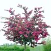 Double Pink Hawthorn Tree | Crataegus Laevigata 'Rosea Flore Pleno' 1 Double Pink Hawthorn Tree | Crataegus Laevigata 'Rosea Flore Pleno' -Soft Fruit Paradise ORN0190 1