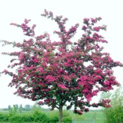 Double Pink Hawthorn Tree | Crataegus Laevigata 'Rosea Flore Pleno'