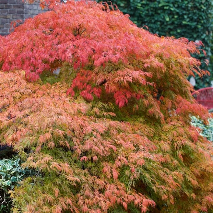 Green Weeping Japanese Maple Tree | Acer Palmatum 'Dissectum' 5 Green Weeping Japanese Maple Tree | Acer Palmatum 'Dissectum' - Image 3