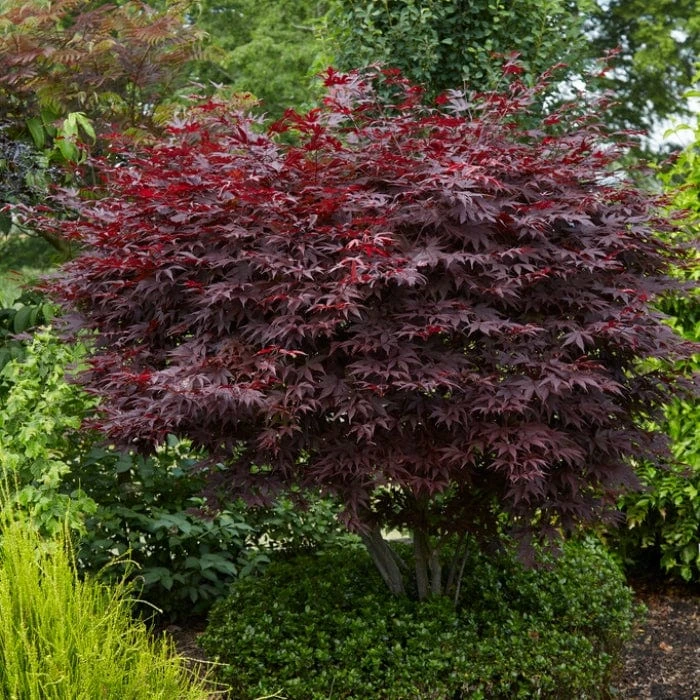 Red Japanese Maple Tree | Acer Palmatum 'Fireglow' 4 Red Japanese Maple Tree | Acer Palmatum 'Fireglow' - Image 2