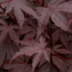 Red Japanese Maple Tree | Acer Palmatum 'Fireglow' 8 Red Japanese Maple Tree | Acer Palmatum 'Fireglow' -Soft Fruit Paradise ORN0198 3