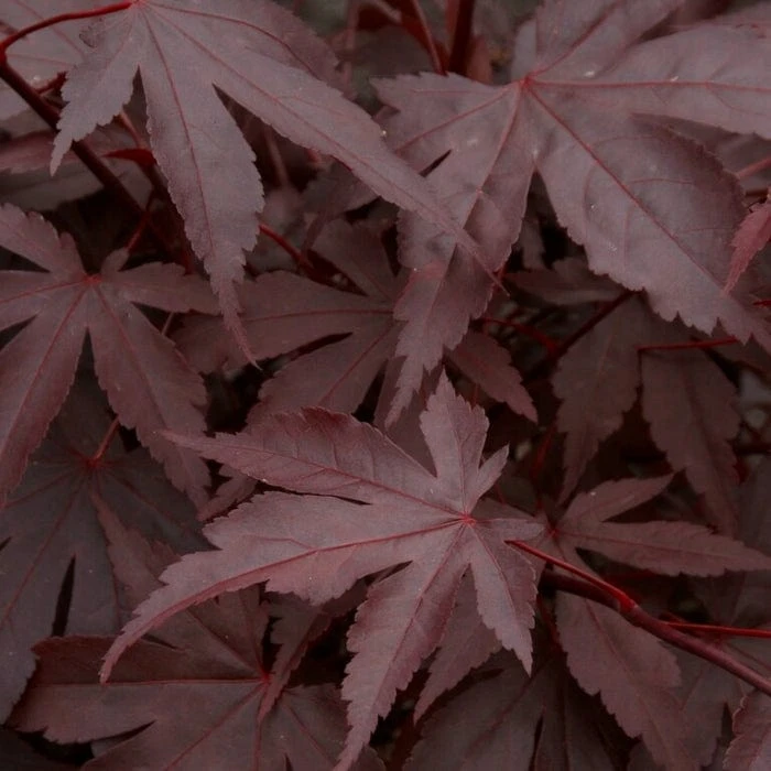 Red Japanese Maple Tree | Acer Palmatum 'Fireglow' 5 Red Japanese Maple Tree | Acer Palmatum 'Fireglow' - Image 3