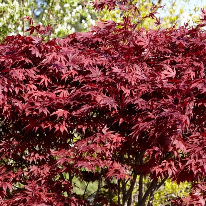 Red Japanese Maple Tree | Acer Palmatum 'Fireglow' 6 Red Japanese Maple Tree | Acer Palmatum 'Fireglow' - Image 4