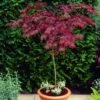 Red Weeping Japanese Maple Tree | Acer Palmatum 'Garnet' -Soft Fruit Paradise ORN0200 1