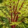 Coral Bark Japanese Maple Tree | Acer Palmatum 'Sangokaku' -Soft Fruit Paradise ORN0204 1