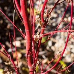 Coral Bark Japanese Maple Tree | Acer Palmatum 'Sangokaku' 11 Coral Bark Japanese Maple Tree | Acer Palmatum 'Sangokaku' -Soft Fruit Paradise ORN0204 6