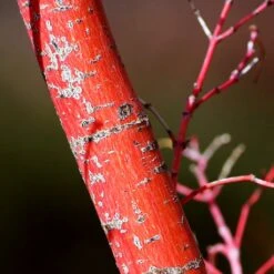 Coral Bark Japanese Maple Tree | Acer Palmatum 'Sangokaku' 13 Coral Bark Japanese Maple Tree | Acer Palmatum 'Sangokaku' -Soft Fruit Paradise ORN0204 7