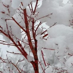 Coral Bark Japanese Maple Tree | Acer Palmatum 'Sangokaku' 12 Coral Bark Japanese Maple Tree | Acer Palmatum 'Sangokaku' -Soft Fruit Paradise ORN0204 8