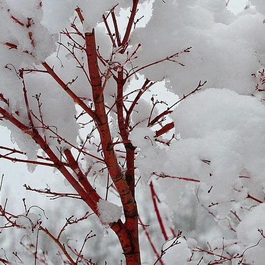 Coral Bark Japanese Maple Tree | Acer Palmatum 'Sangokaku' 7 Coral Bark Japanese Maple Tree | Acer Palmatum 'Sangokaku' - Image 5