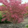 Variegated Japanese Maple Tree | Acer Palmatum 'Shirazz' 2 Variegated Japanese Maple Tree | Acer Palmatum 'Shirazz' -Soft Fruit Paradise ORN0206 1