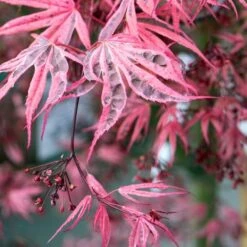 Variegated Japanese Maple Tree | Acer Palmatum 'Shirazz' -Soft Fruit Paradise ORN0206 4