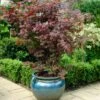 Purple Japanese Maple Tree | Acer Palmatum 'Atropurpureum' 1 Purple Japanese Maple Tree | Acer Palmatum 'Atropurpureum' -Soft Fruit Paradise ORN0207 1
