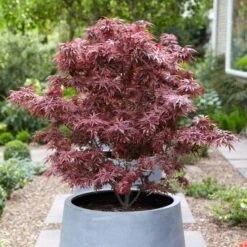 Purple Japanese Maple Tree | Acer Palmatum 'Atropurpureum' -Soft Fruit Paradise ORN0207 3