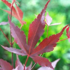 Purple Japanese Maple Tree | Acer Palmatum 'Atropurpureum' -Soft Fruit Paradise ORN0207 5