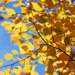 Canadian Red Maple Tree | Acer Rubrum 11 Canadian Red Maple Tree | Acer Rubrum -Soft Fruit Paradise ORN0212 2