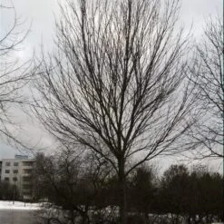 Canadian Red Maple Tree | Acer Rubrum 13 Canadian Red Maple Tree | Acer Rubrum -Soft Fruit Paradise ORN0212 3