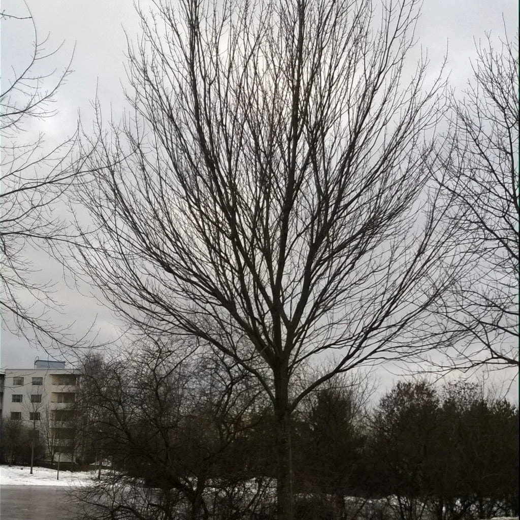 Canadian Red Maple Tree | Acer Rubrum 6 Canadian Red Maple Tree | Acer Rubrum - Image 4