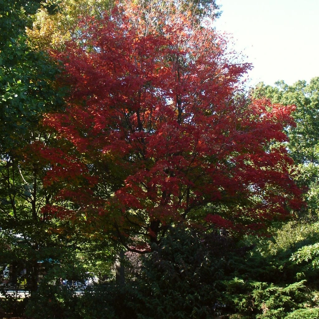Canadian Red Maple Tree | Acer Rubrum 9 Canadian Red Maple Tree | Acer Rubrum - Image 7