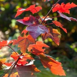 Soft Fruit Paradise 10 Canadian Red Maple Tree | Acer Rubrum 'Fairview Flame'