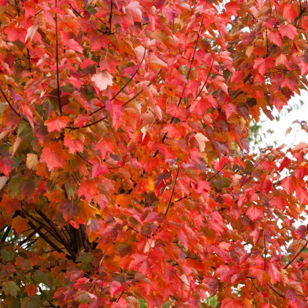 Canadian Red Maple Tree | Acer Rubrum 'Fairview Flame' 4 Canadian Red Maple Tree | Acer Rubrum 'Fairview Flame' - Image 2