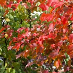 Canadian Red Maple Tree | Acer Rubrum 'Fairview Flame' 7 Canadian Red Maple Tree | Acer Rubrum 'Fairview Flame' -Soft Fruit Paradise ORN0213 3