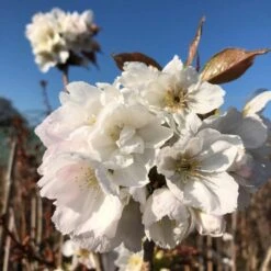 Fragrant Cloud' Cherry Blossom Tree | Prunus 'Matsumae-shizuka' -Soft Fruit Paradise ORN0232 8