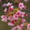 'Kursar' Dwarf Cherry Blossom Tree 1 'Kursar' Dwarf Cherry Blossom Tree -Soft Fruit Paradise ORN0234 1