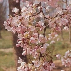 'Pink Shell' Cherry Blossom Tree | Prunus × Yedoensis