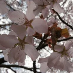 Sargent's Cherry Blossom Tree | Prunus Sargentii 16 Sargent's Cherry Blossom Tree | Prunus Sargentii -Soft Fruit Paradise ORN0240 4