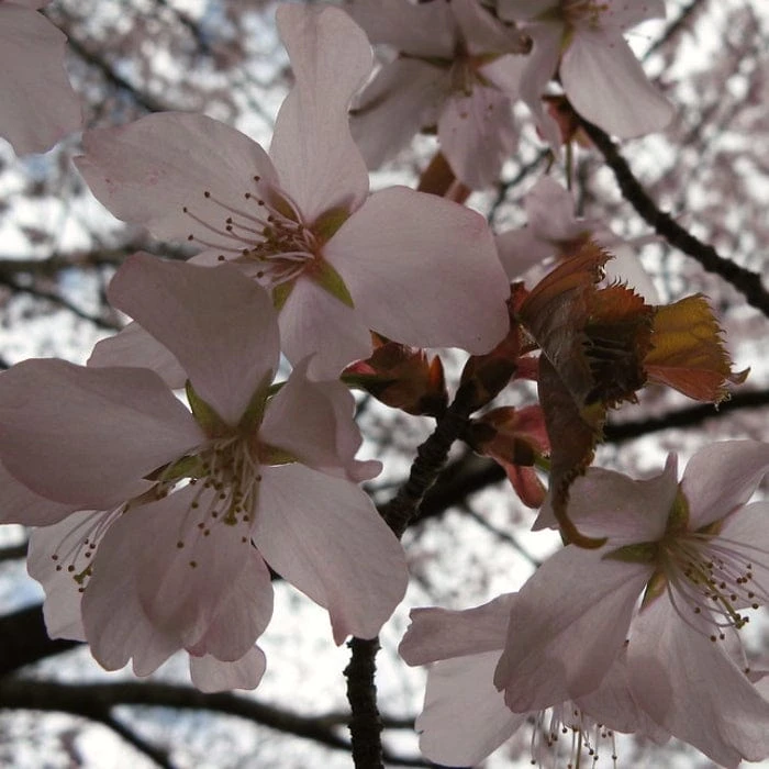 Sargent's Cherry Blossom Tree | Prunus Sargentii 7 Sargent's Cherry Blossom Tree | Prunus Sargentii - Image 5