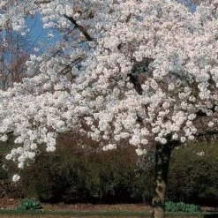 'Mount Fuji' Cherry Blossom Tree | Prunus Serrulata 'Shirotae' 8 'Mount Fuji' Cherry Blossom Tree | Prunus Serrulata 'Shirotae' -Soft Fruit Paradise ORN0242 8