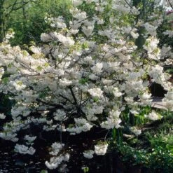 New Arrival 11 White Weeping Cherry Blossom Tree | Prunus Yedoensis 'Shidare Yoshino'