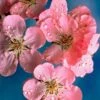 Early Flowering Cherry Blossom Tree | Prunus Persicoides 'Spring Glow' 1 Early Flowering Cherry Blossom Tree | Prunus Persicoides 'Spring Glow' -Soft Fruit Paradise ORN0256 1