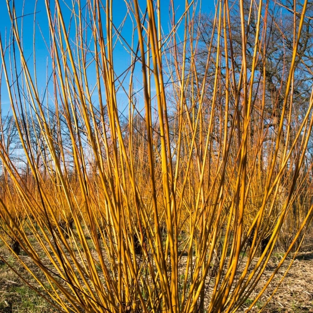 Scarlet Willow Tree | Salix Alba 'Chermesina' 5 Scarlet Willow Tree | Salix Alba 'Chermesina' - Image 3