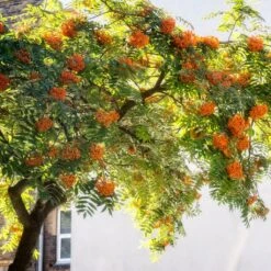 Copper Kettle' Rowan Tree | Sorbus 11 Copper Kettle' Rowan Tree | Sorbus -Soft Fruit Paradise ORN0267 5 889ea2e8 fe4c 4c61 935d 4318cd394cbc