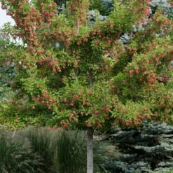 Tatarian Maple | Acer Tataricum 'Hotwings' -Soft Fruit Paradise ORN0278 2 15c5fde1 96e2 4f40 8272 8cde7dbaba1d