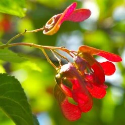 Tatarian Maple | Acer Tataricum 'Hotwings' -Soft Fruit Paradise ORN0278 4 2885856e bb9a 4ef8 962b 93b0ddd73361