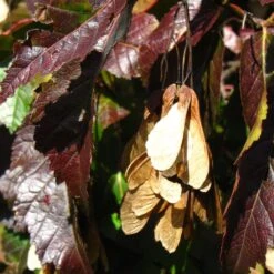 Tatarian Maple | Acer Tataricum 'Hotwings' -Soft Fruit Paradise ORN0278 5 2f77771d bb4c 4416 bbc0 dc387bce8adc