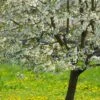 UK Native Wildlife-Friendly Cherry Blossom Tree | Prunus Avium 2 UK Native Wildlife-Friendly Cherry Blossom Tree | Prunus Avium -Soft Fruit Paradise ORN0312 1