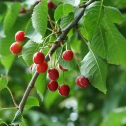UK Native Wildlife-Friendly Cherry Blossom Tree | Prunus Avium -Soft Fruit Paradise ORN0312 5