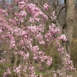 Pink Weeping Winter Flowering Cherry Tree | Prunus Subhirtella 'Pendula Rosea' 9 Pink Weeping Winter Flowering Cherry Tree | Prunus Subhirtella 'Pendula Rosea' -Soft Fruit Paradise ORN0352 3