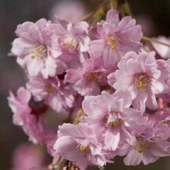 Pink Weeping Winter Flowering Cherry Tree | Prunus Subhirtella 'Pendula Rosea' 10 Pink Weeping Winter Flowering Cherry Tree | Prunus Subhirtella 'Pendula Rosea' -Soft Fruit Paradise ORN0352 4