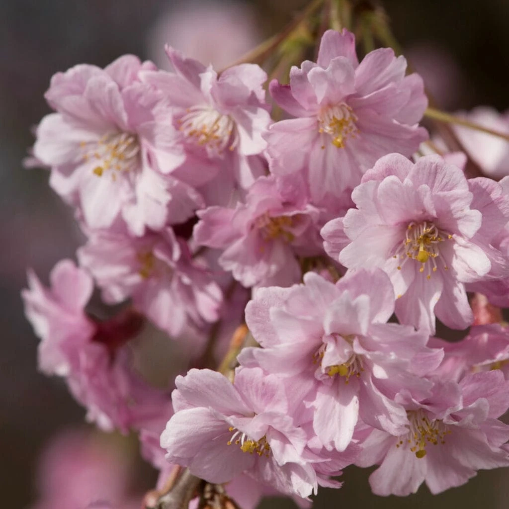 Pink Weeping Winter Flowering Cherry Tree | Prunus Subhirtella 'Pendula Rosea' 6 Pink Weeping Winter Flowering Cherry Tree | Prunus Subhirtella 'Pendula Rosea' - Image 4