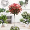 Photinia 'Red Robin' Mini-Standard Tree 2 Photinia 'Red Robin' Mini-Standard Tree -Soft Fruit Paradise ORN0360 1 b463481a 9705 47db a1f9 89f19d90ae41