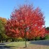 Canadian Red Maple Tree | Acer Rubrum 'Red Pointe' 1 Canadian Red Maple Tree | Acer Rubrum 'Red Pointe' -Soft Fruit Paradise ORN0385 1 5ebe7fd8 354f 4039 bf14 8c8d7613b2f5