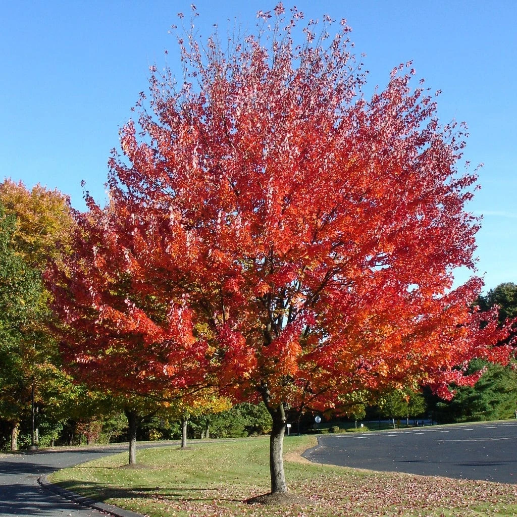 Canadian Red Maple Tree | Acer Rubrum 'Red Pointe' 3 Canadian Red Maple Tree | Acer Rubrum 'Red Pointe'
