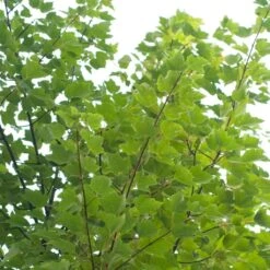 Canadian Red Maple Tree | Acer Rubrum 'Red Pointe' 9 Canadian Red Maple Tree | Acer Rubrum 'Red Pointe' -Soft Fruit Paradise ORN0385 4 7afe9936 2048 4b99 a359 2f747dcfb264