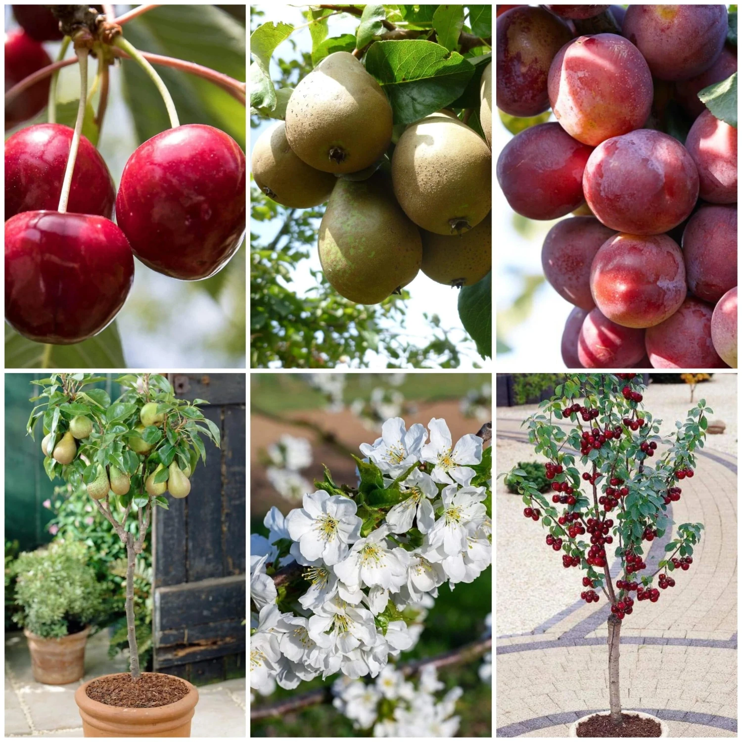Award Winning Patio Fruit Tree Collection | Cherry, Pear & Plum | Growers' Choice 4 Award Winning Patio Fruit Tree Collection | Cherry, Pear & Plum | Growers' Choice - Image 2